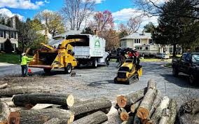 Best Tree Preservation Services  in Old River Winfree, TX
