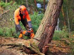 Reliable Old River Winfree, TX Tree Care Solutions
