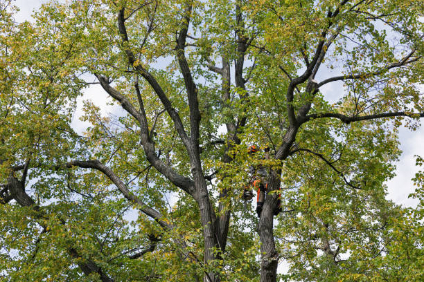 Best Tree Mulching  in Old River Winfree, TX